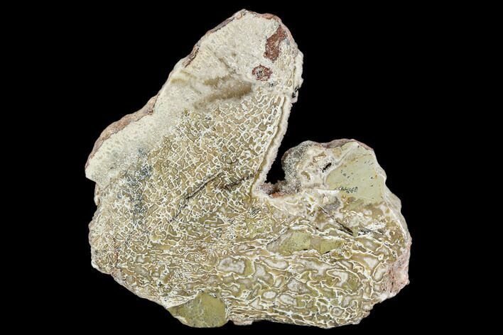 Polished Dinosaur Bone (Gembone) Section - Morocco #107107